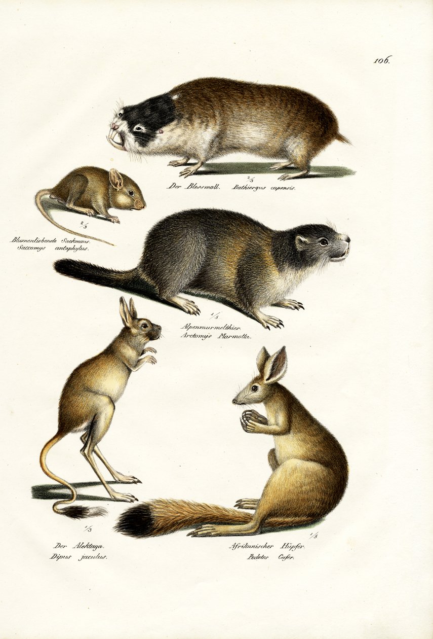 Dune Mole, 1824 alkotó: Karl Joseph Brodtmann