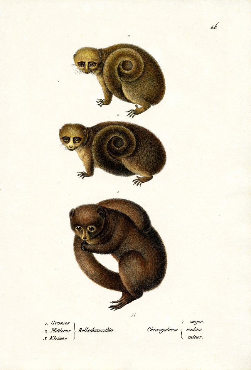 Törpe lemur, 1824 alkotó: Karl Joseph Brodtmann