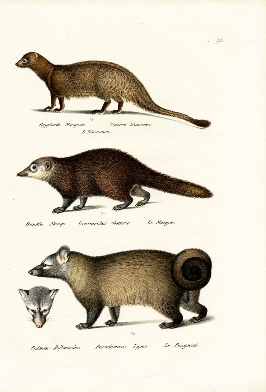 Egyiptomi mongúz, 1824 alkotó: Karl Joseph Brodtmann