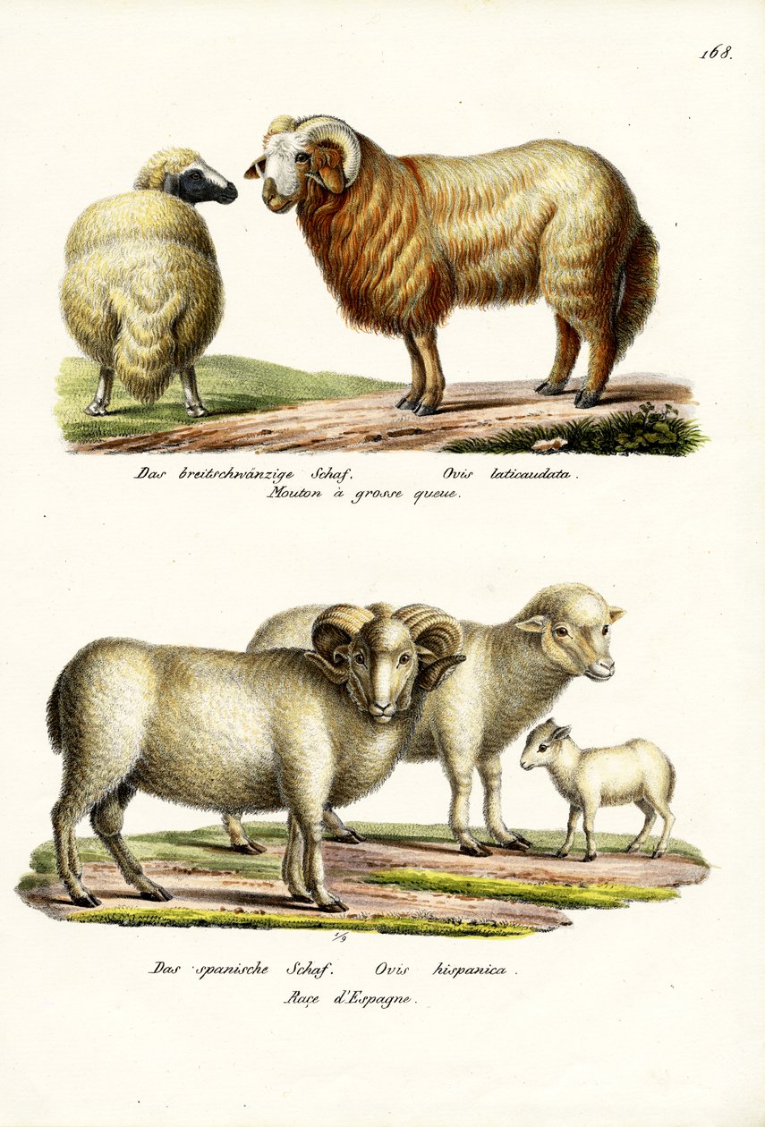 Kövérfarkú bárány, 1824 alkotó: Karl Joseph Brodtmann