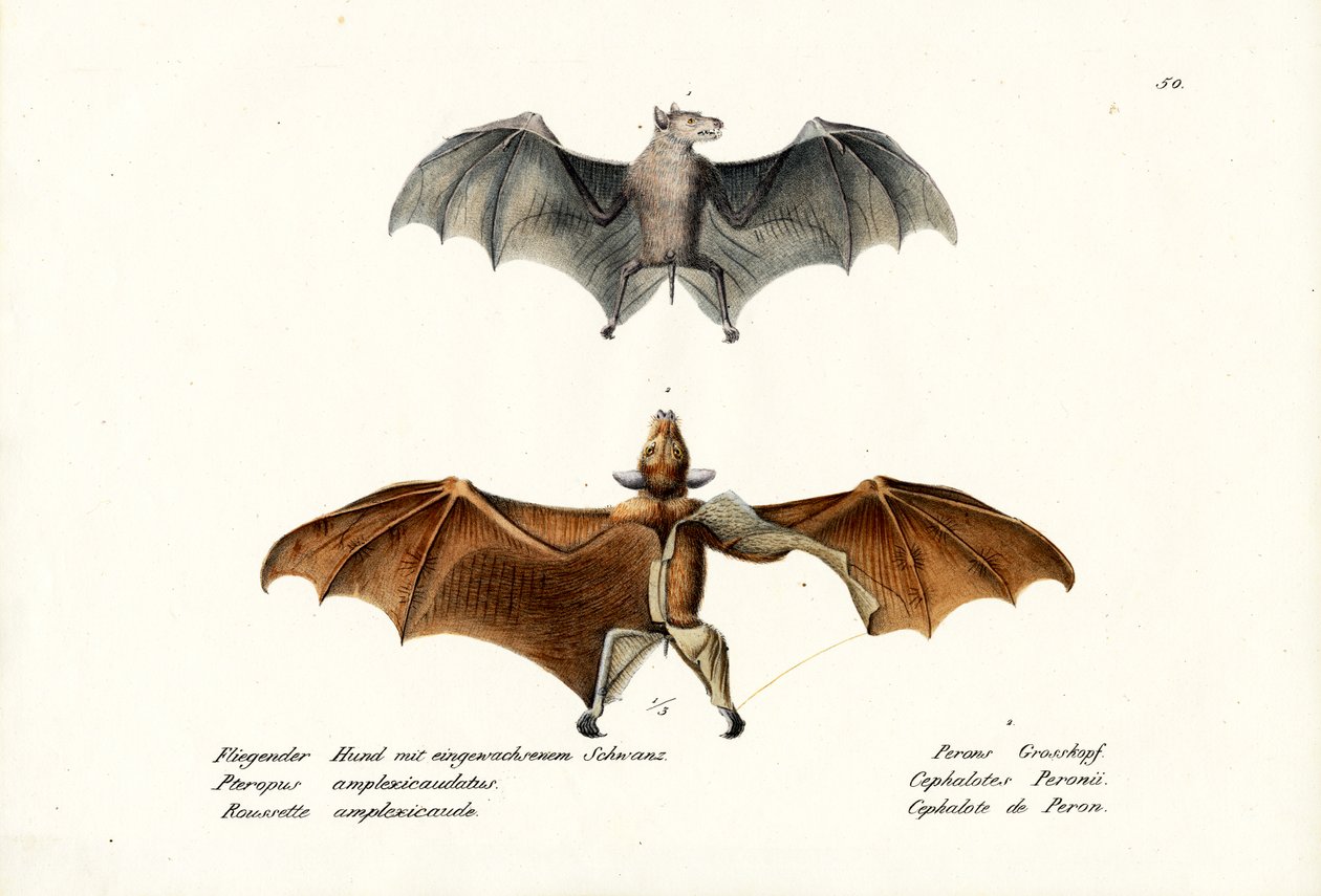 Repülő rókák, 1824 alkotó: Karl Joseph Brodtmann