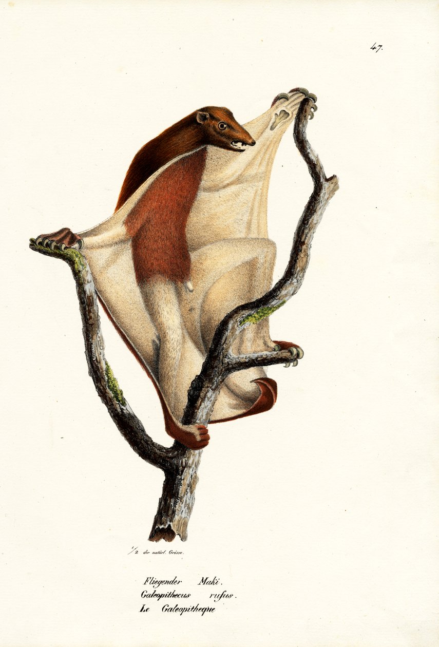 Repülő maki, 1824 alkotó: Karl Joseph Brodtmann