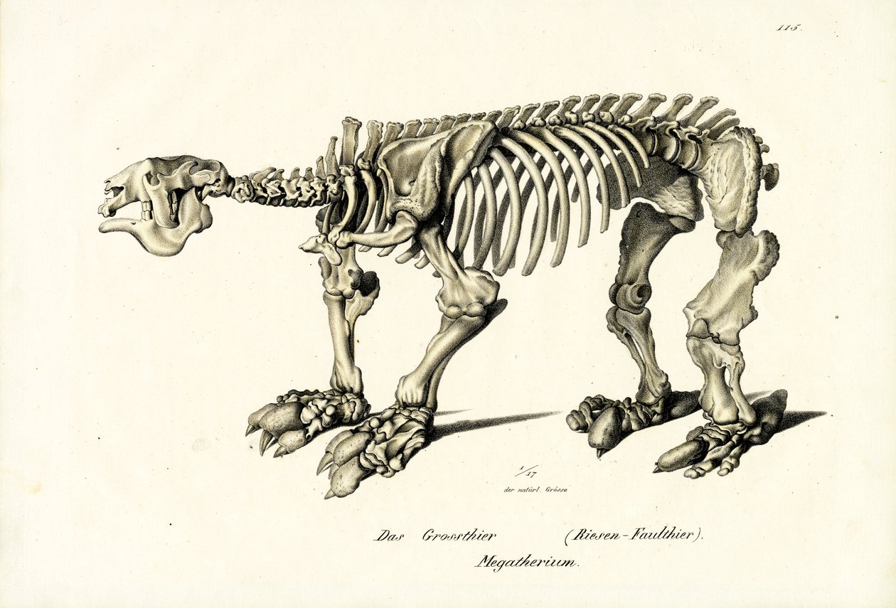 Óriás földi lajhár, 1824 alkotó: Karl Joseph Brodtmann