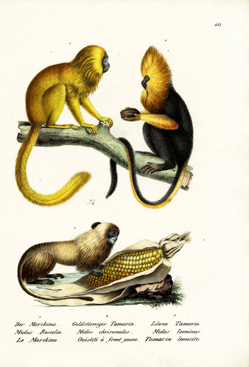 Arany oroszlán tamarin, 1824 alkotó: Karl Joseph Brodtmann