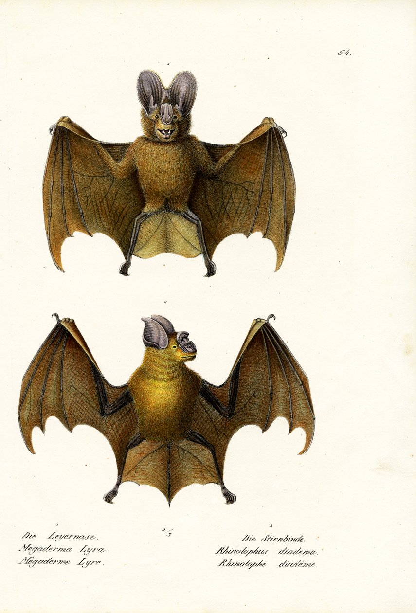 Nagyobb hamis vámpír denevér, 1824 alkotó: Karl Joseph Brodtmann