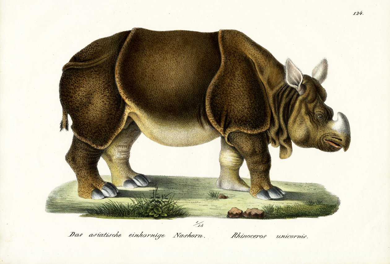 Nagy indiai orrszarvú, 1824 alkotó: Karl Joseph Brodtmann