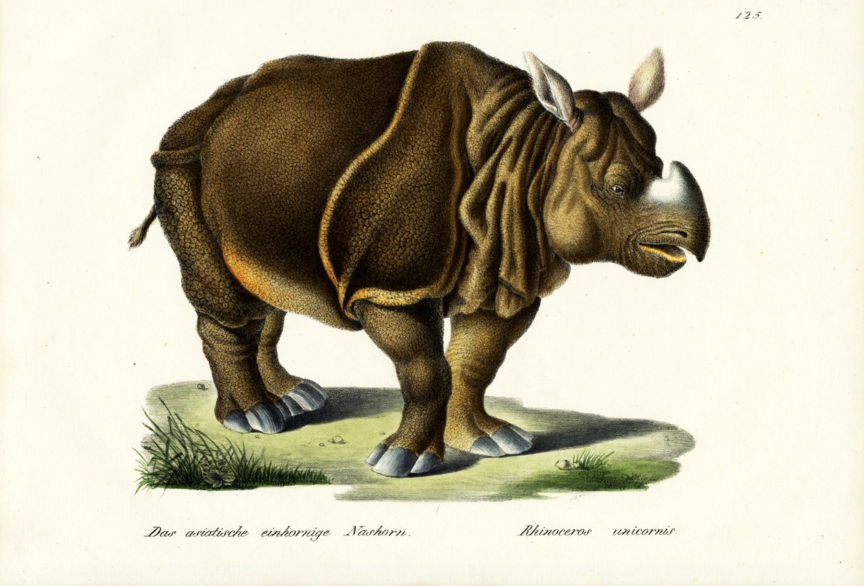 Nagy indiai orrszarvú, 1824 alkotó: Karl Joseph Brodtmann