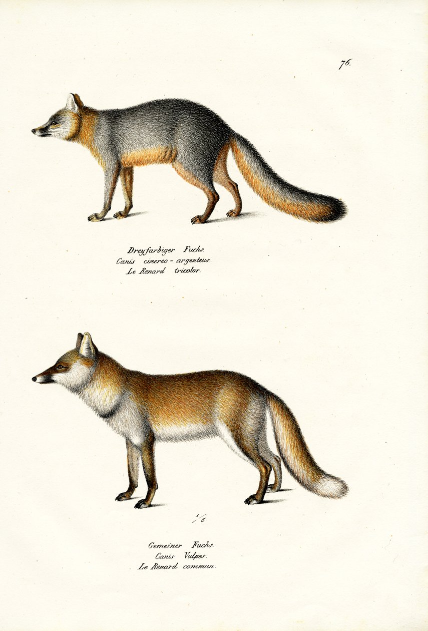 Szürke Róka, 1824 alkotó: Karl Joseph Brodtmann