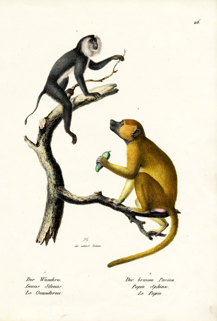 Szürke langur, 1824 alkotó: Karl Joseph Brodtmann