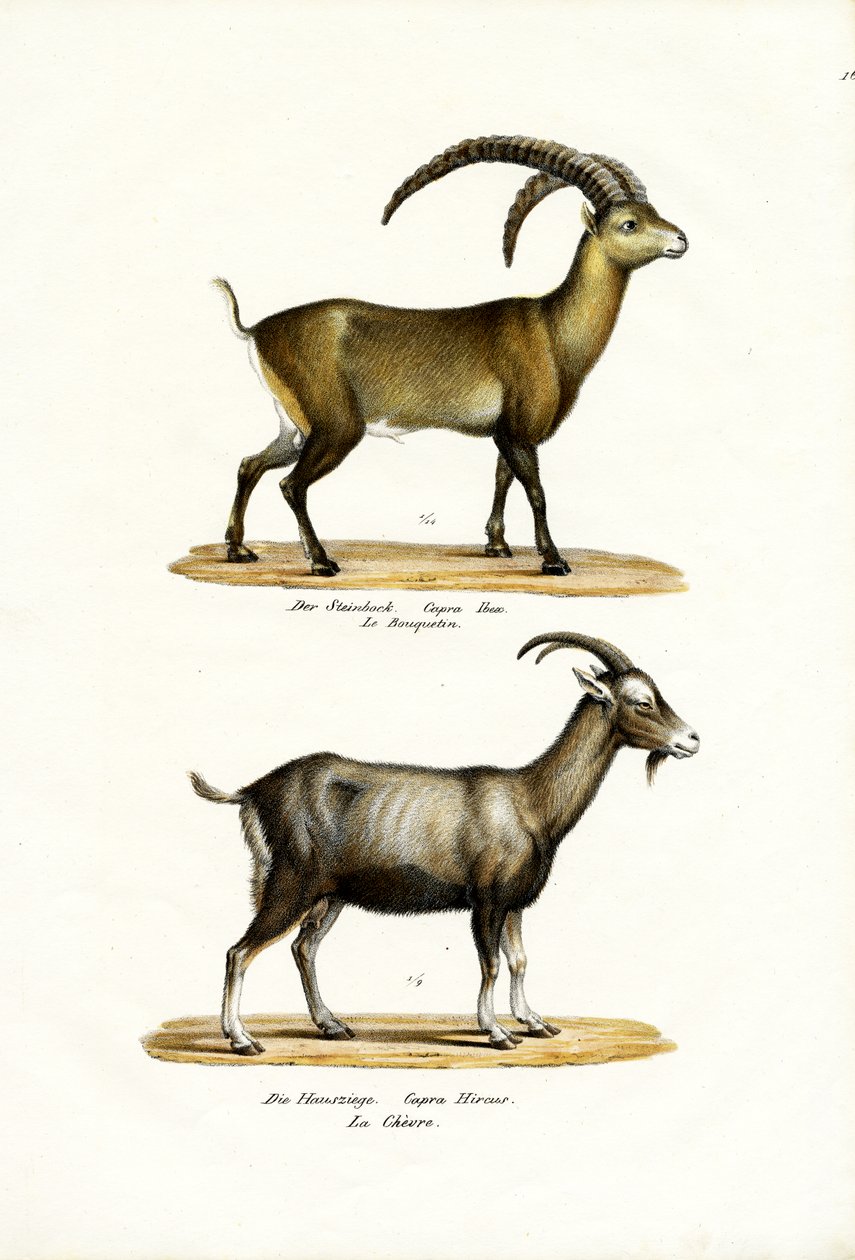 Kecske, 1824 alkotó: Karl Joseph Brodtmann