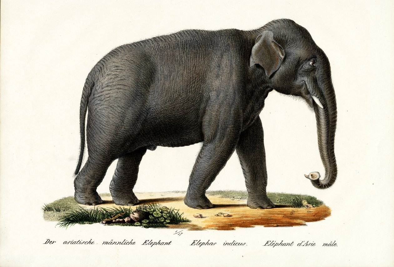 Indiai elefánt, 1824 alkotó: Karl Joseph Brodtmann