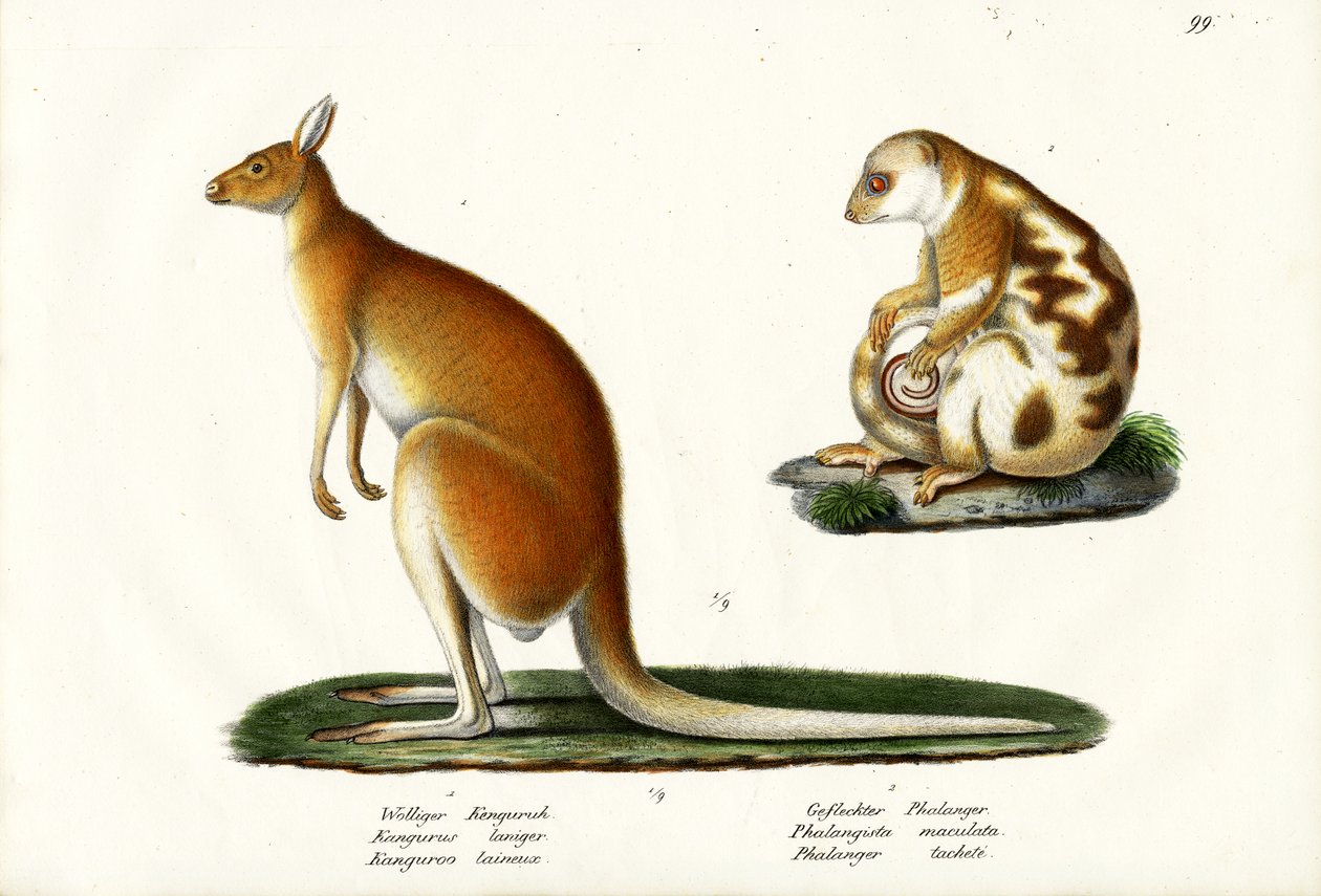 Kenguru, 1824 alkotó: Karl Joseph Brodtmann