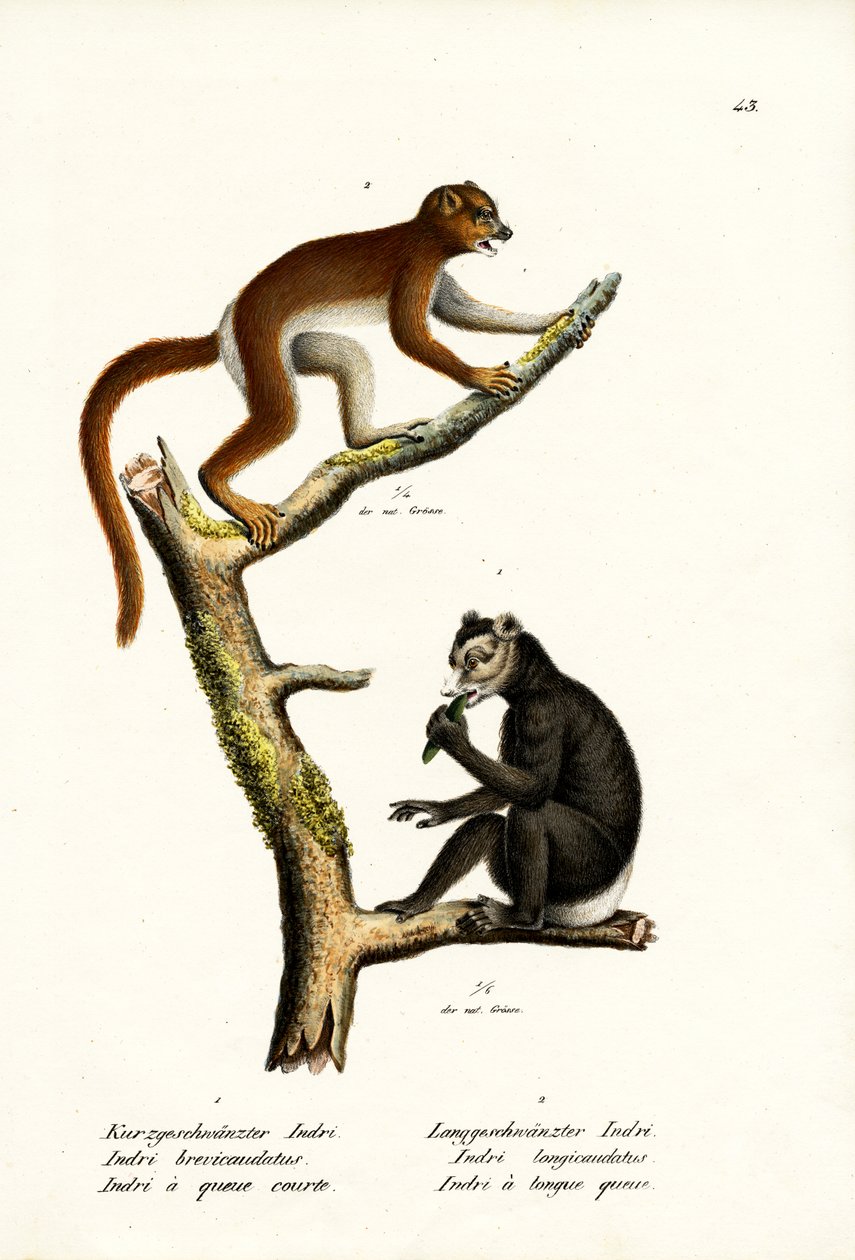 Nagy, rövidfarkú maki, 1824 alkotó: Karl Joseph Brodtmann