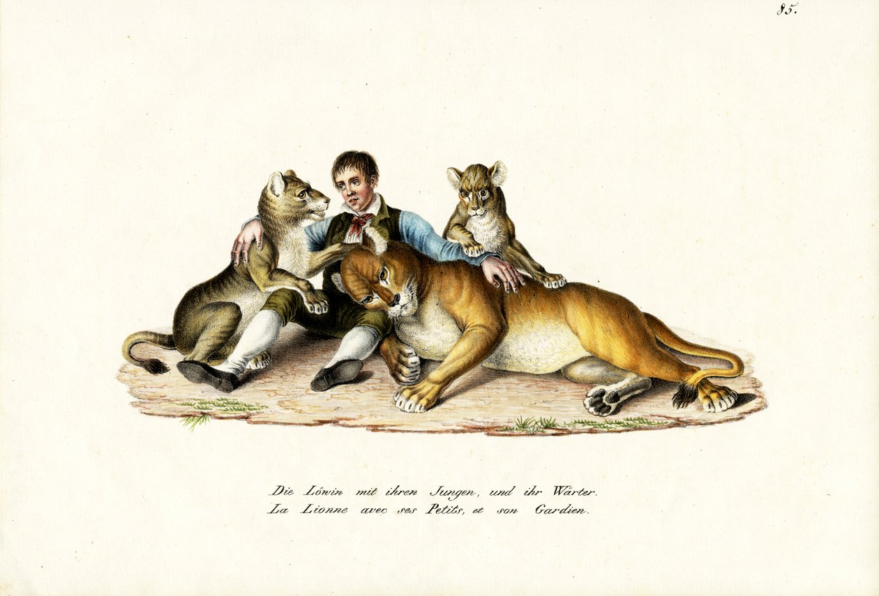 Oroszlán kölykökkel, 1824 alkotó: Karl Joseph Brodtmann