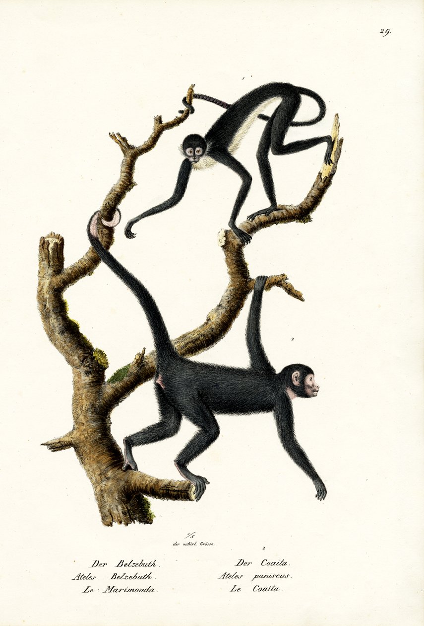 Hosszúszőrű pókmajom, 1824 alkotó: Karl Joseph Brodtmann