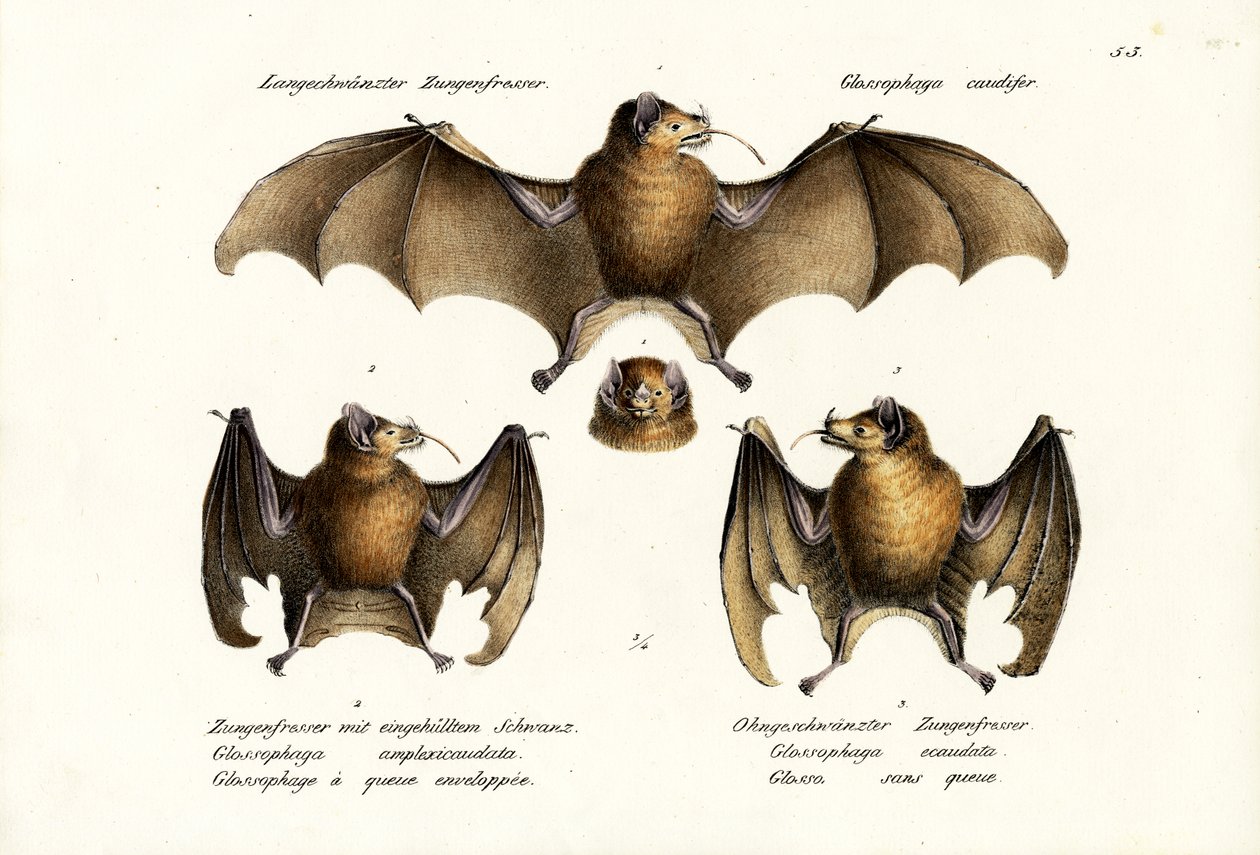 Hosszúorrú denevér, 1824 alkotó: Karl Joseph Brodtmann