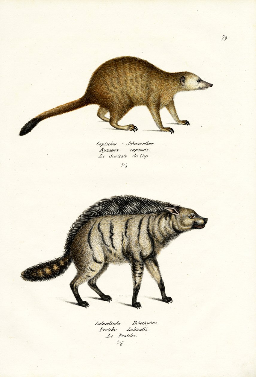 Mongúz, 1824 alkotó: Karl Joseph Brodtmann