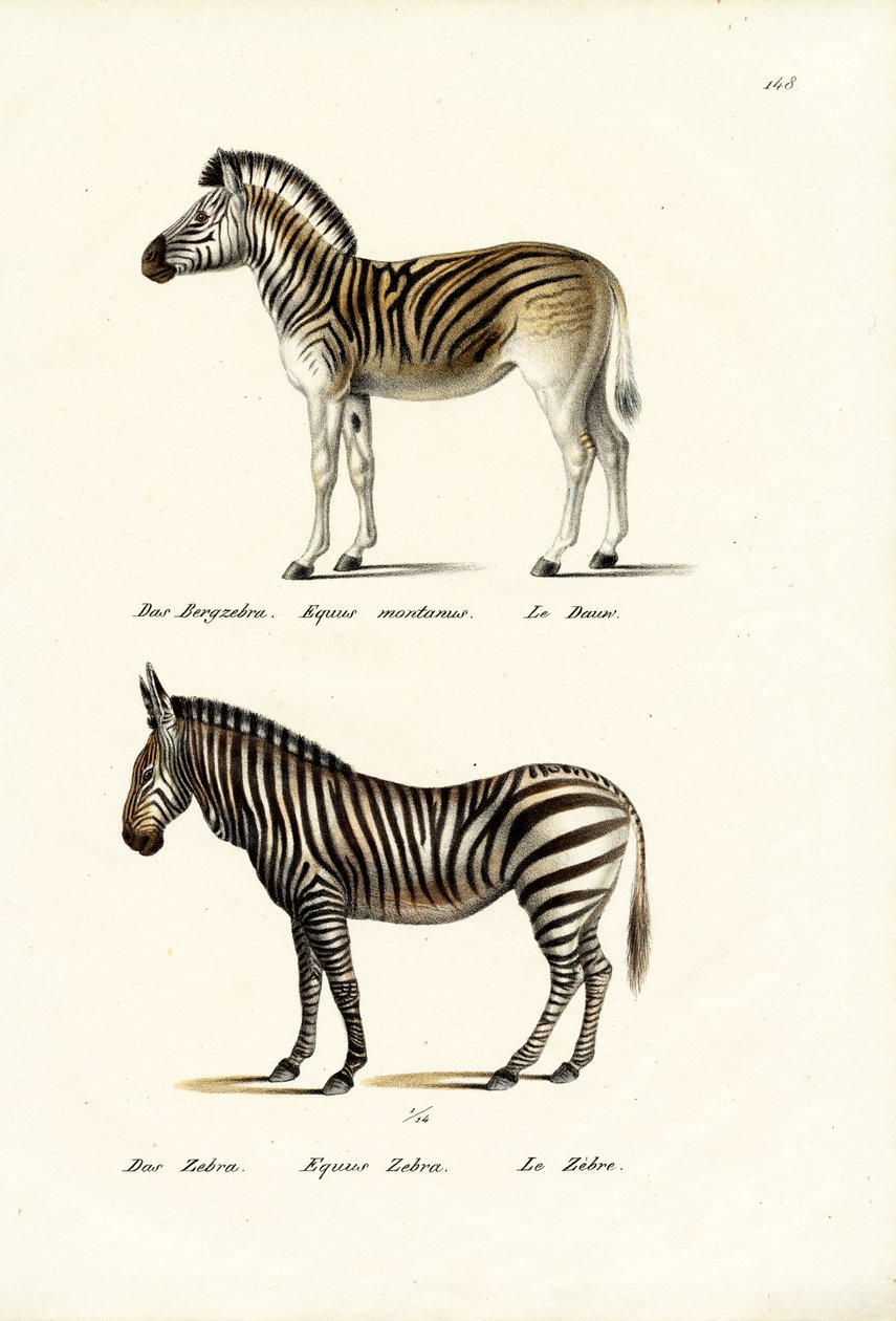 Hegyi Zebra, 1824 alkotó: Karl Joseph Brodtmann