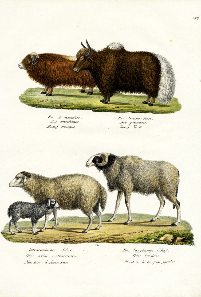 Pézsmaökör, 1824 alkotó: Karl Joseph Brodtmann