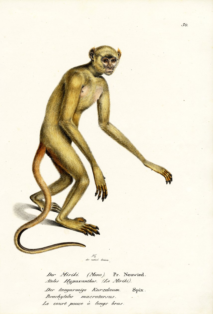 Észak-Muriqui, 1824 alkotó: Karl Joseph Brodtmann