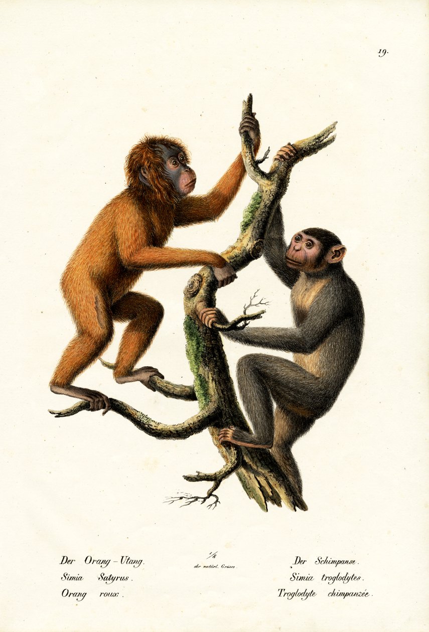 Orangután, 1824 alkotó: Karl Joseph Brodtmann