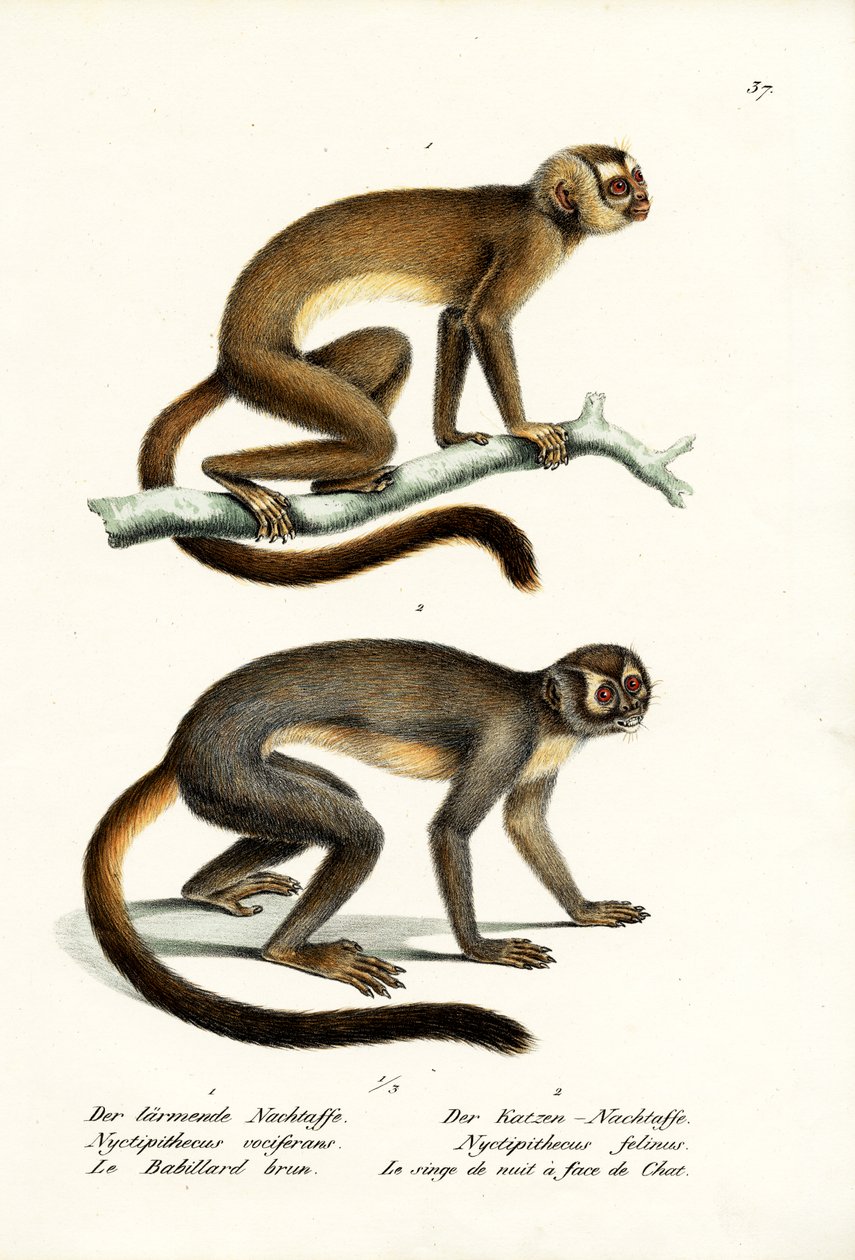Bagolymajmok, 1824 alkotó: Karl Joseph Brodtmann