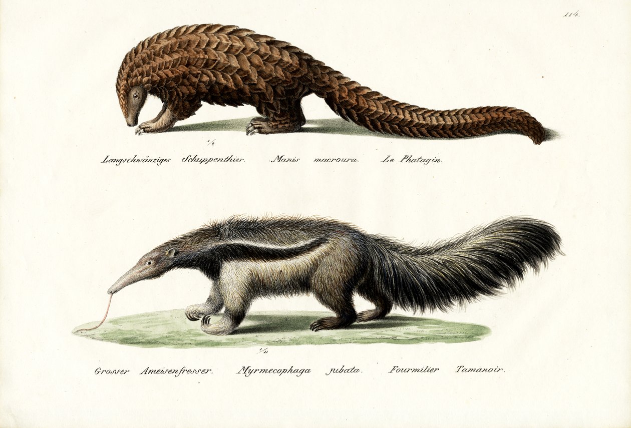 Pangolin Hangyász, 1824 alkotó: Karl Joseph Brodtmann