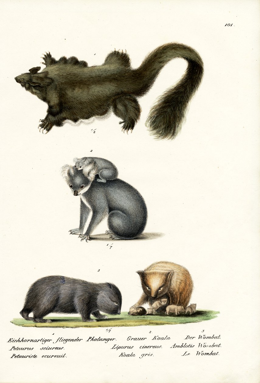 Phalanger, 1824 alkotó: Karl Joseph Brodtmann