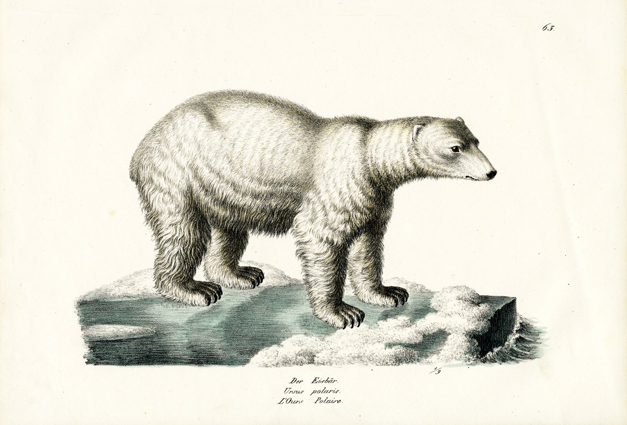 Jegesmedve, 1824 alkotó: Karl Joseph Brodtmann