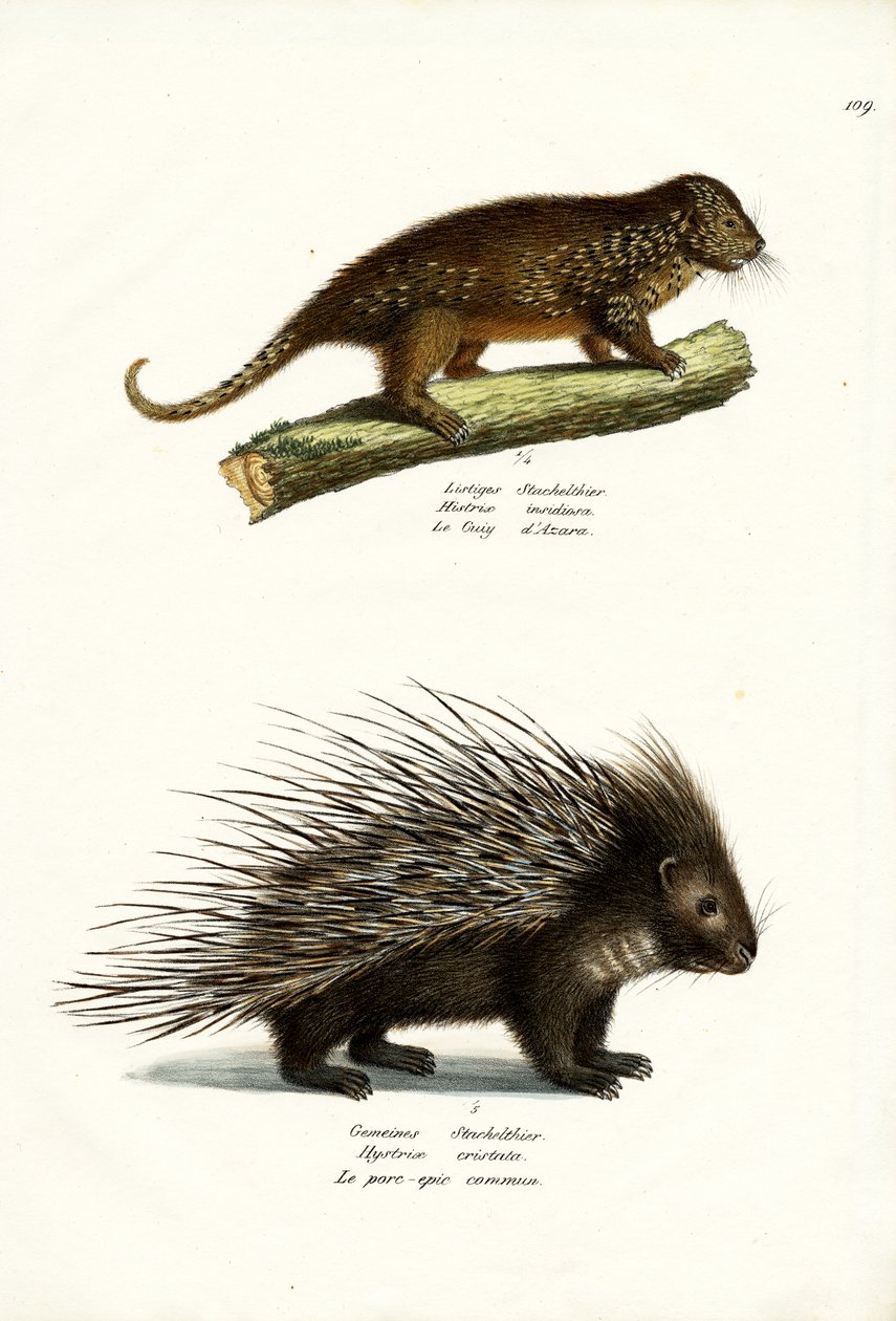 Porcupines, 1824 alkotó: Karl Joseph Brodtmann