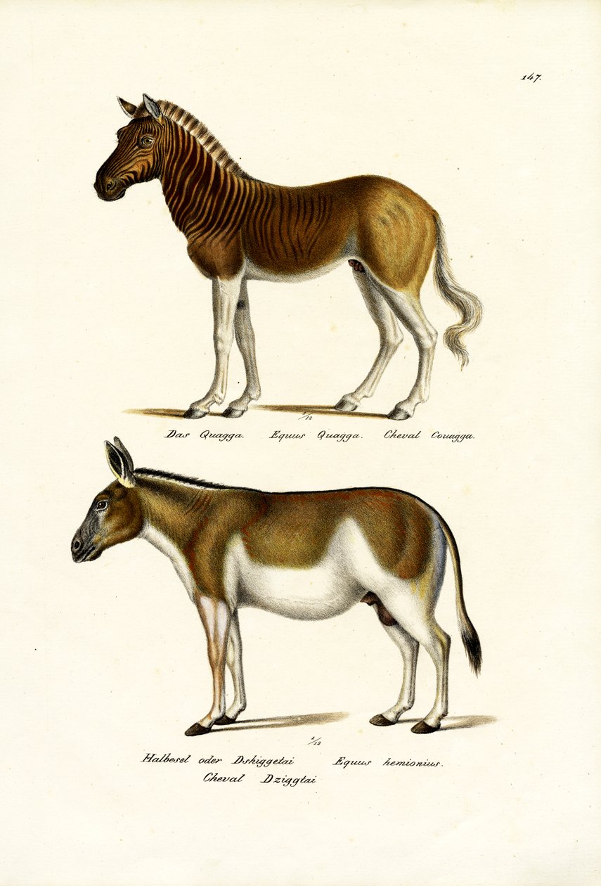 Quagga, 1824 alkotó: Karl Joseph Brodtmann