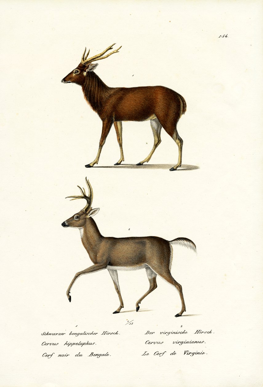 Gímszarvas, 1824 alkotó: Karl Joseph Brodtmann