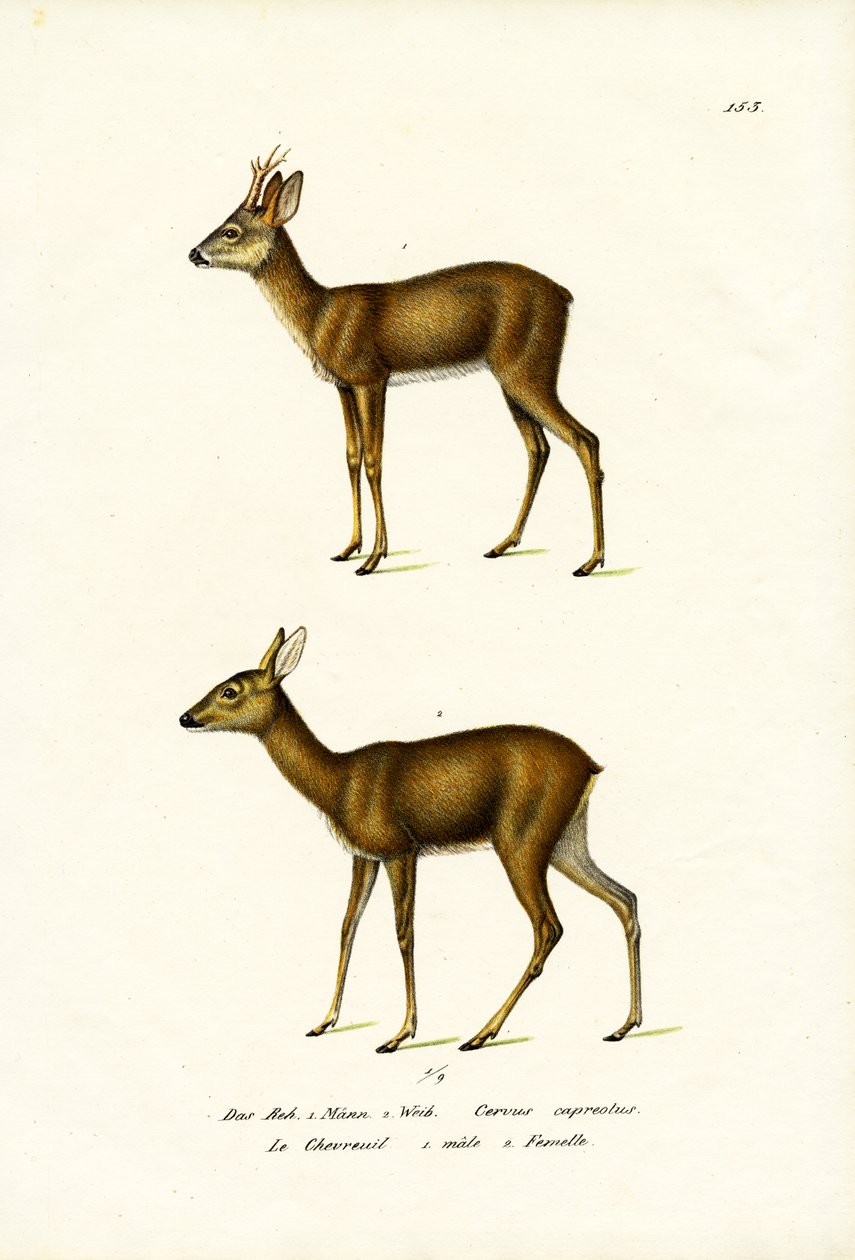 Őz, 1824 alkotó: Karl Joseph Brodtmann