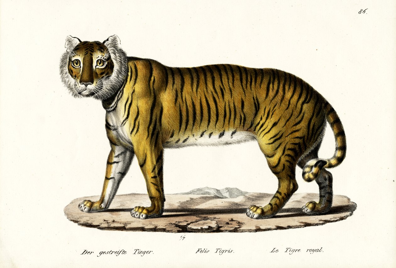 Királytigris, 1824 alkotó: Karl Joseph Brodtmann