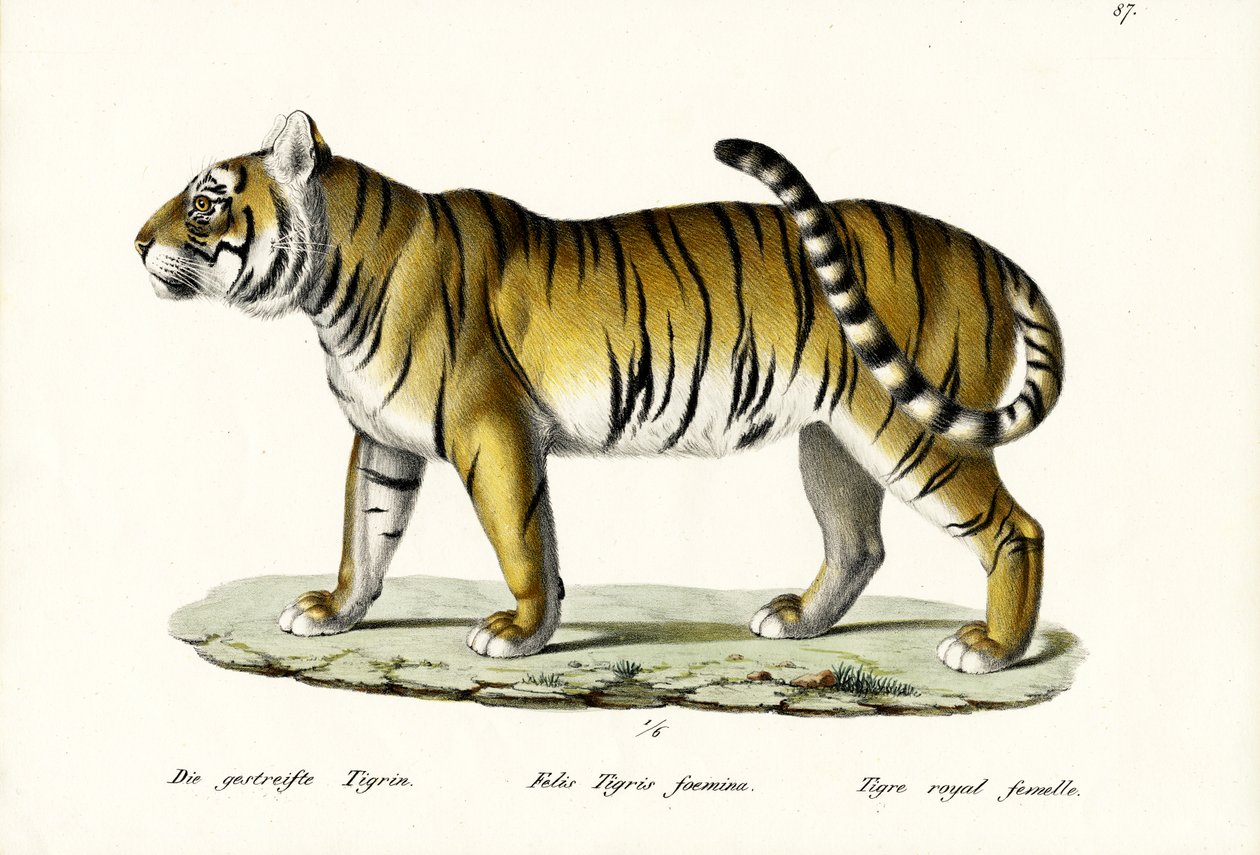Királyi tigris, 1824 alkotó: Karl Joseph Brodtmann