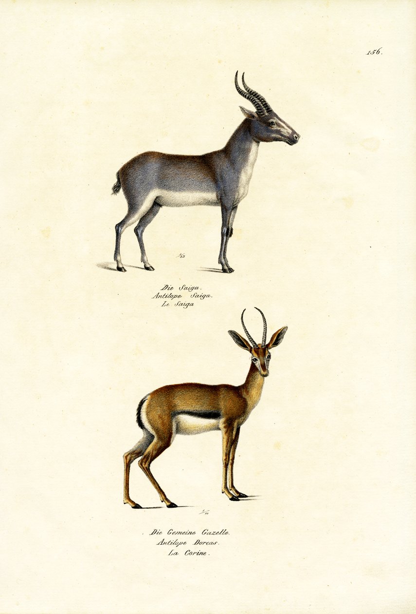 Saiga Antelope, 1824 alkotó: Karl Joseph Brodtmann