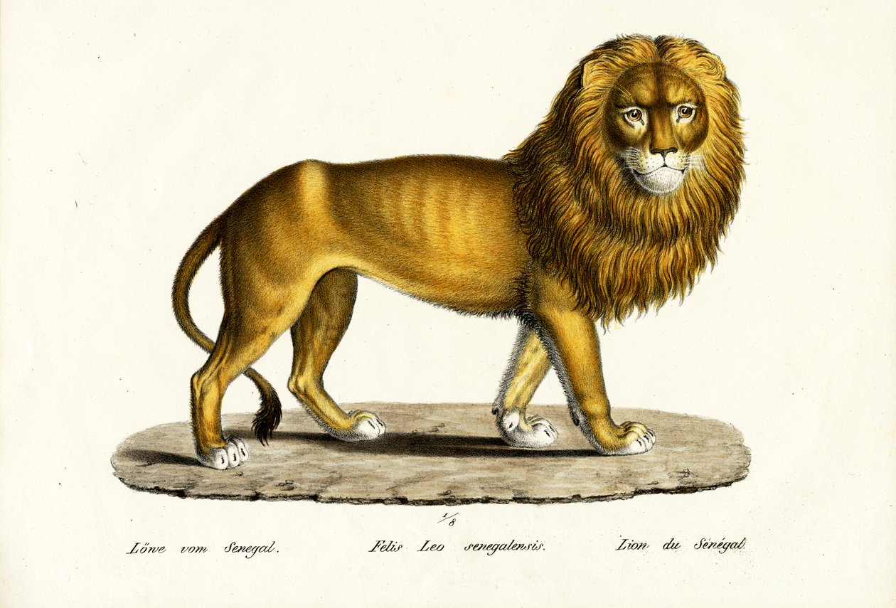 Szenegáli oroszlán, 1824 alkotó: Karl Joseph Brodtmann