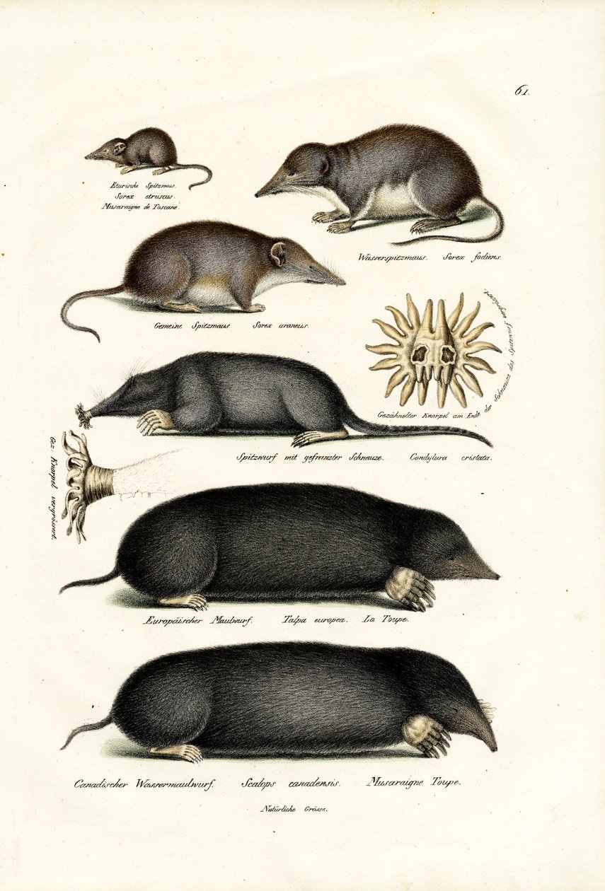 Shrews, 1824 alkotó: Karl Joseph Brodtmann