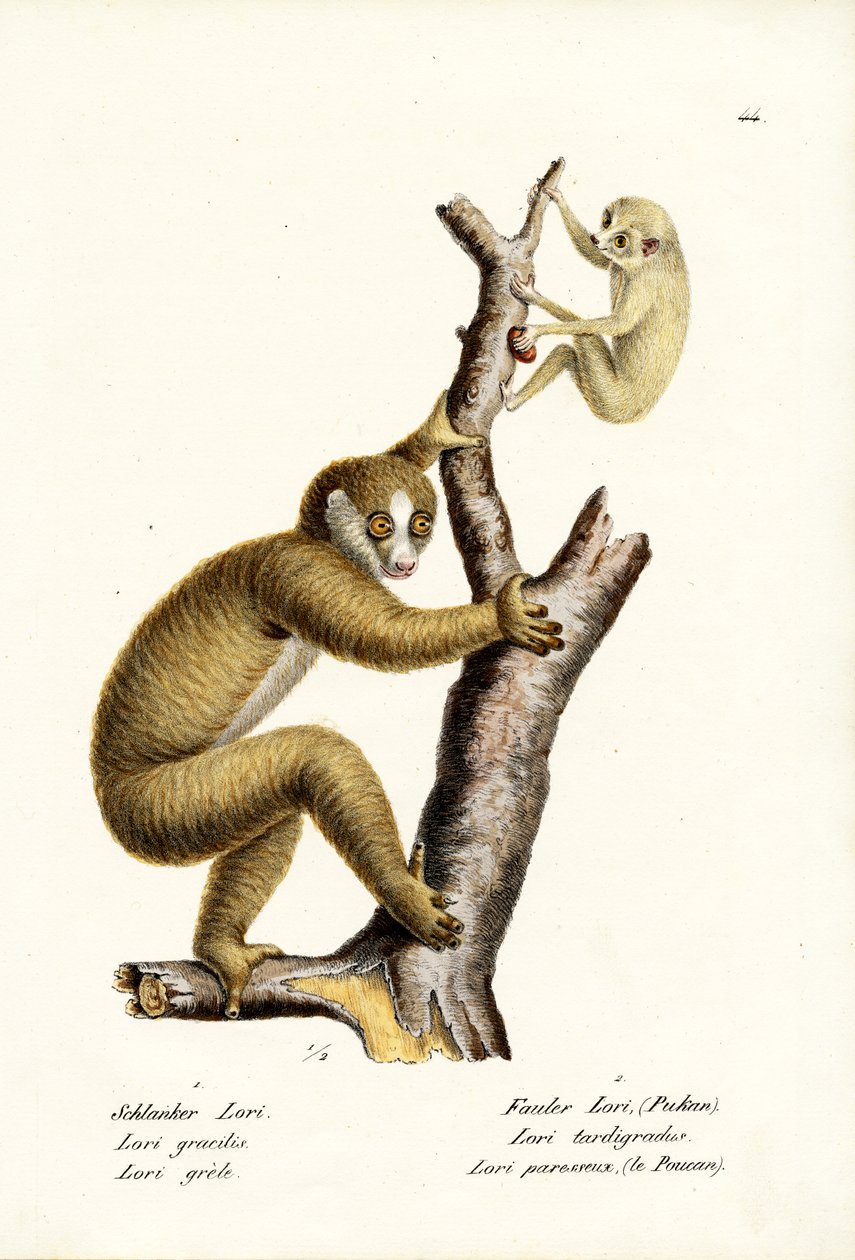 Karcsú Loris, 1824 alkotó: Karl Joseph Brodtmann