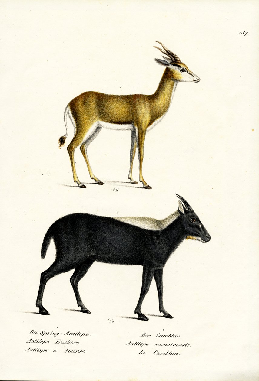 Springbuck, 1824 alkotó: Karl Joseph Brodtmann