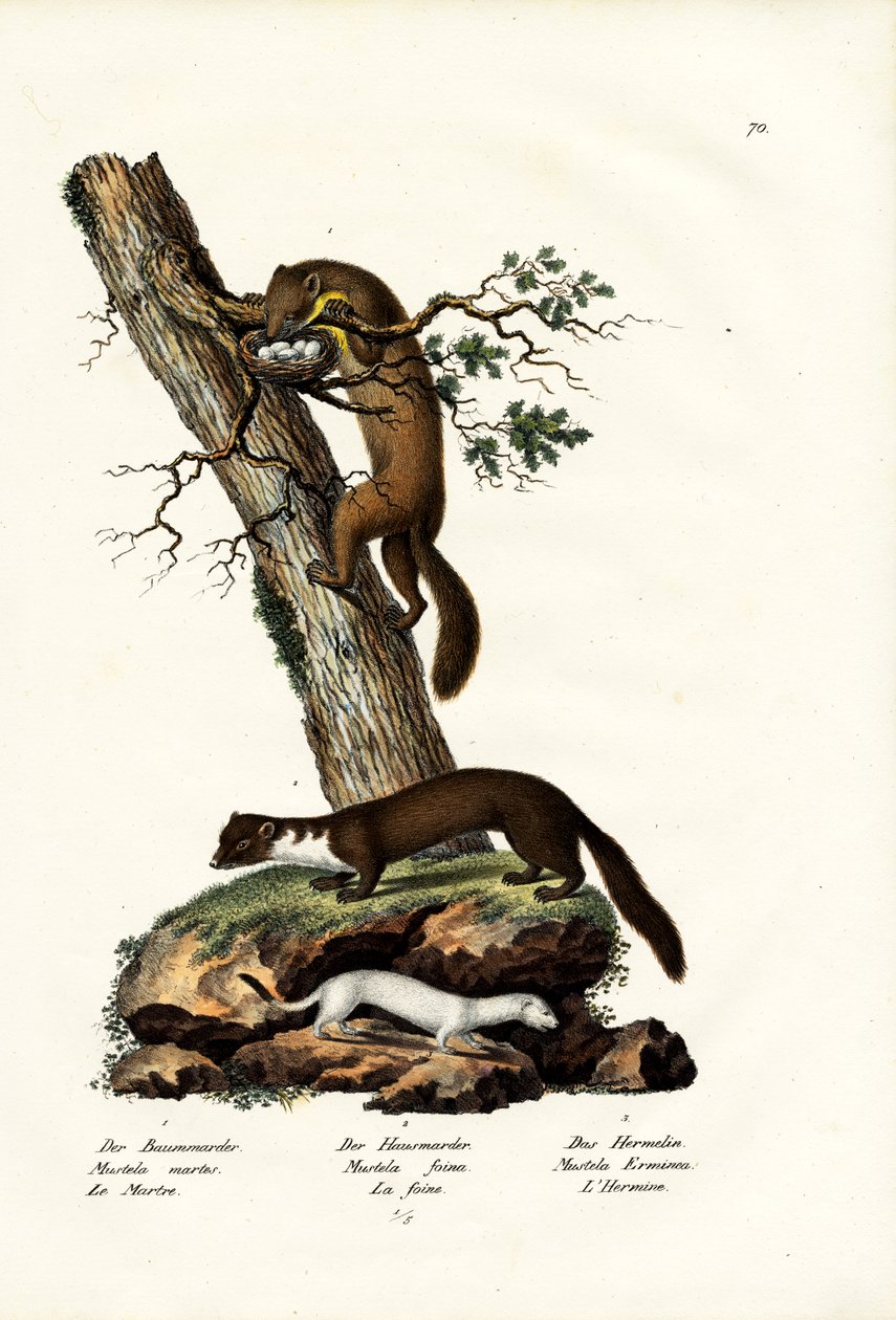 Édes Marten, 1824 alkotó: Karl Joseph Brodtmann