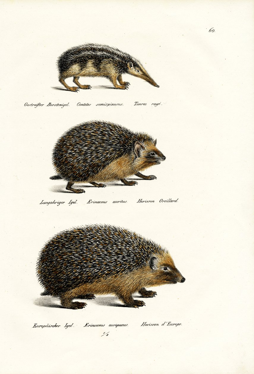 Farkatlan Tenrec, 1824 alkotó: Karl Joseph Brodtmann