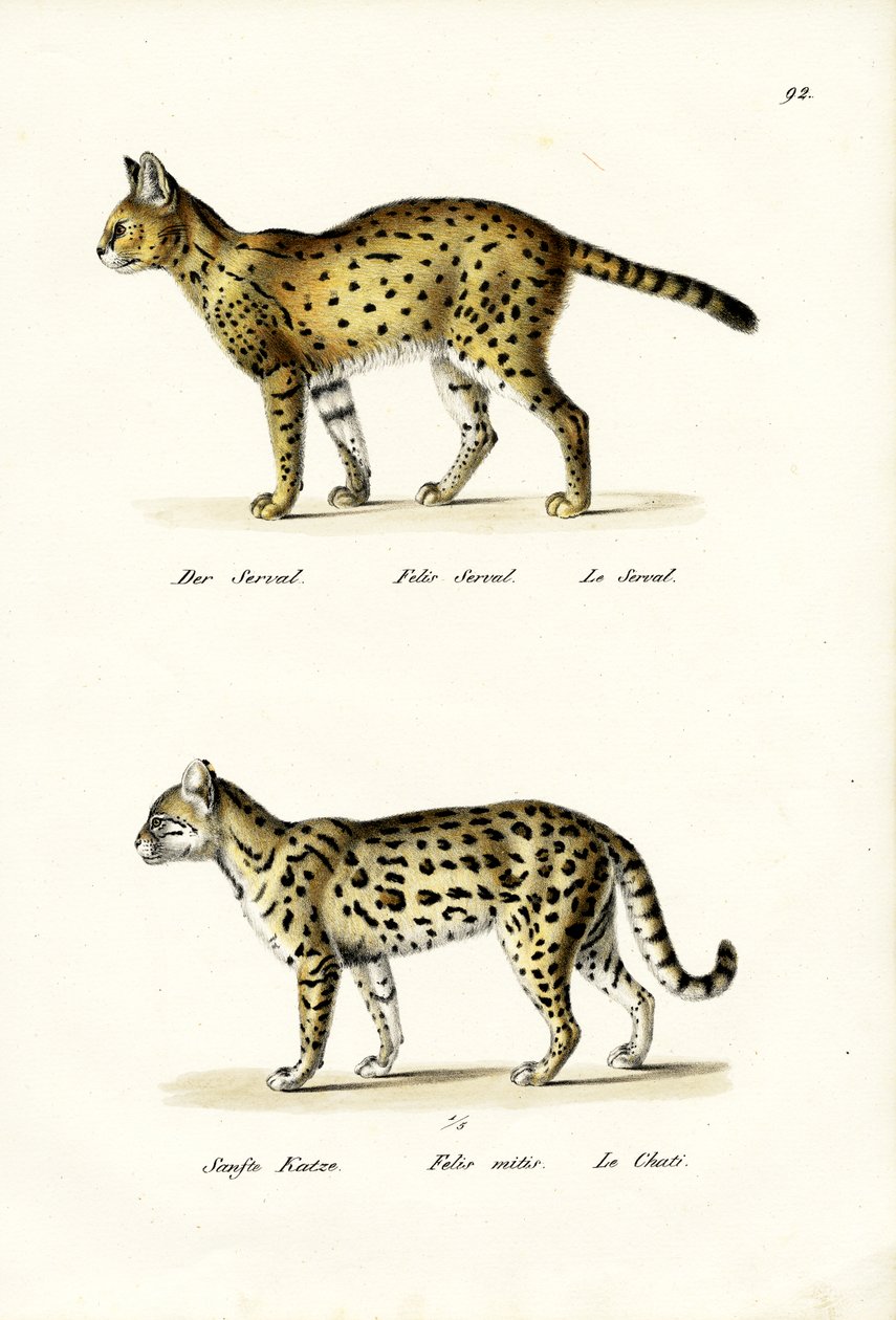 Tigrismacska, 1824 alkotó: Karl Joseph Brodtmann