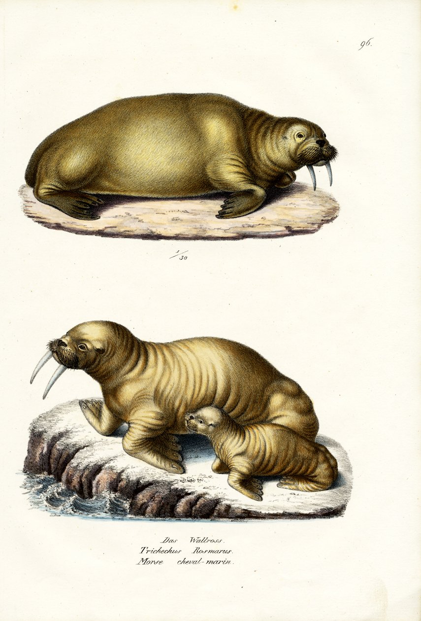 Rozmár, 1824 alkotó: Karl Joseph Brodtmann