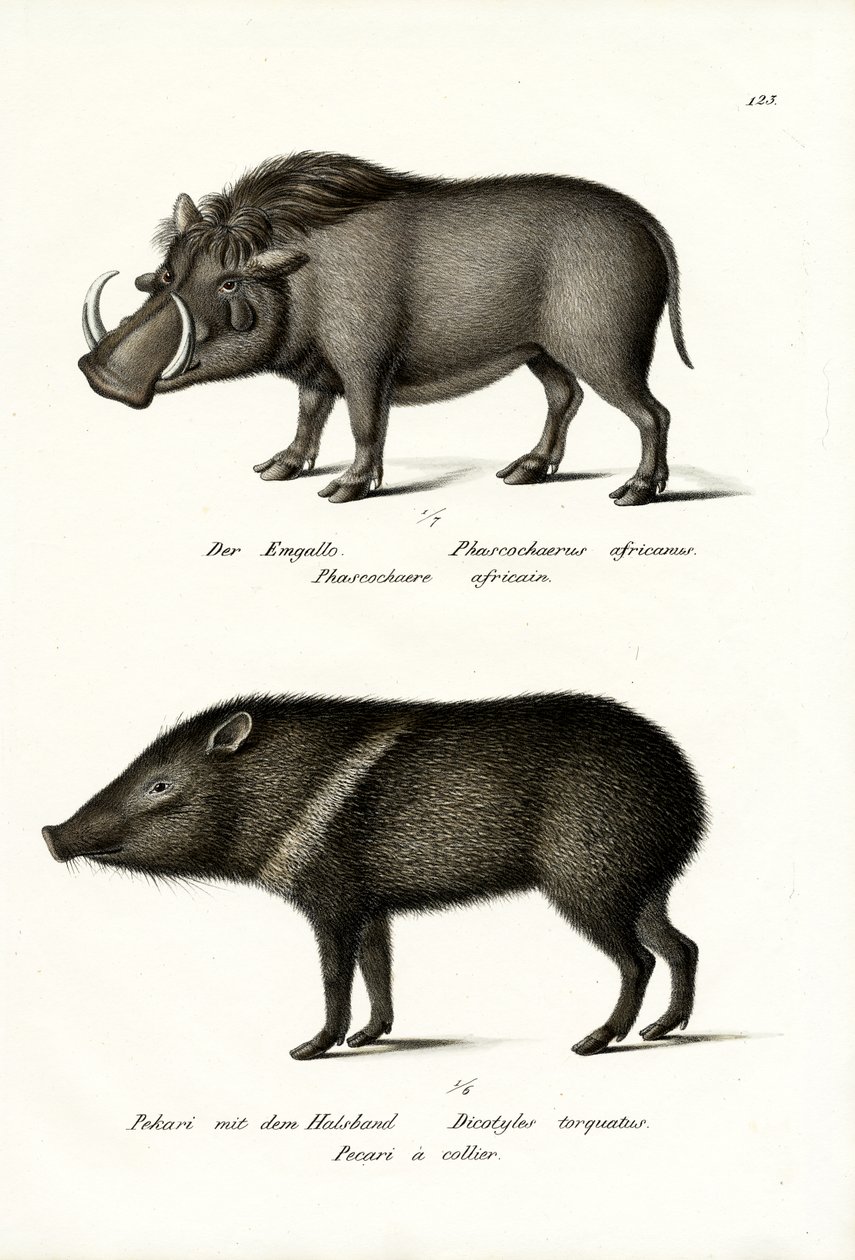 Warthog, 1824 alkotó: Karl Joseph Brodtmann