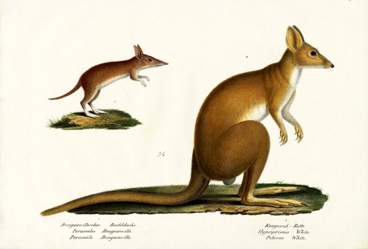 Western Barred Bandicoot, 1824 alkotó: Karl Joseph Brodtmann