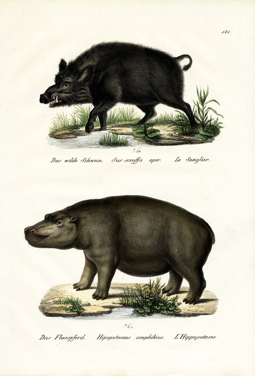 Vaddisznó, 1824 alkotó: Karl Joseph Brodtmann