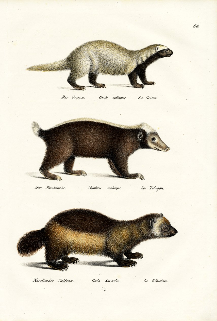 Rozsomák, 1824 alkotó: Karl Joseph Brodtmann