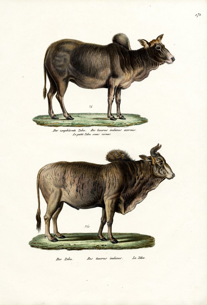 Zebus, 1824 alkotó: Karl Joseph Brodtmann