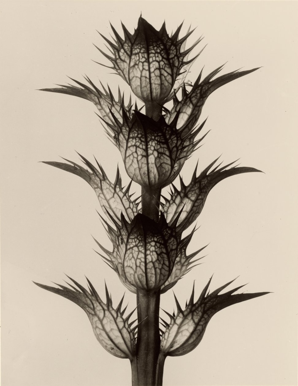 Acanthus mollis alkotó: Karl Blossfeldt